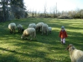 pecore-gallery