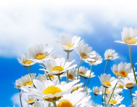 DOMENICA 19 MARZO:” FESTA DI PRIMAVERA”